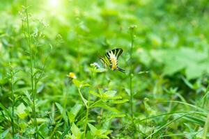 mariposa encaramado en flor césped. foto