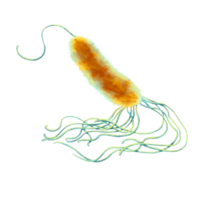 Unicellular protozoa. Color illustration of a single-celled bacterium. For printing textbooks, encyclopedias, brochures and posters on biology and medicine. For printing on objects and website design. png