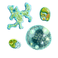 unicelular protozoos. conjunto de ilustración de un soltero célula bacteria. para impresión libros de texto, enciclopedias, folletos y carteles en biología y medicamento. para impresión en objetos y sitio web diseño. png