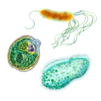 encellig protozoer. uppsättning av illustration av en enda cell bakterie. för utskrift läroböcker, uppslagsverk, broschyrer och posters på biologi och medicin. för utskrift på objekt och hemsida design. png