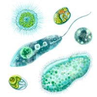 einzellig Protozoen. einstellen von Illustration von ein Single Zelle Bakterium. zum Drucken Lehrbücher, Enzyklopädien, Broschüren und Plakate auf Biologie und Medizin. zum Drucken auf Objekte und Webseite Design. png