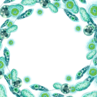 Single-celled bacteria and microorganisms. Round frame with place for text. For design and printing of packaging of bactericidal and hygiene products. Medical and educational booklets, brochures. png