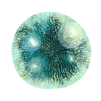 Unicellular protozoa. Color illustration of a single-celled bacterium. For printing textbooks, encyclopedias, brochures and posters on biology and medicine. For printing on objects and website design. png