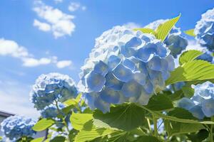 AI generated Blue French hydrangea under blue sky. AI Generated photo