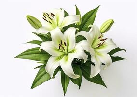 AI generated Beautiful fresh lily flower with green leaves, isolated on white background. AI Generated photo