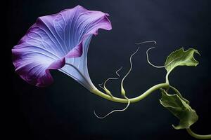 AI generated Morning Glory vine unfurling its delicate petals in the morning light. AI Generated photo