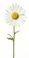 AI generated Common daisy isolated on white background. AI Generated photo