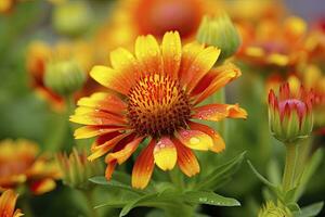 AI generated Gaillardia or Blanket Flower. Bright and Colorful Shades of Warm Tones. AI Generated photo