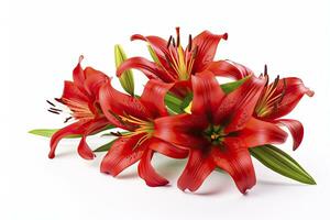 AI generated Red Lilies isolated on white background. AI Generated photo