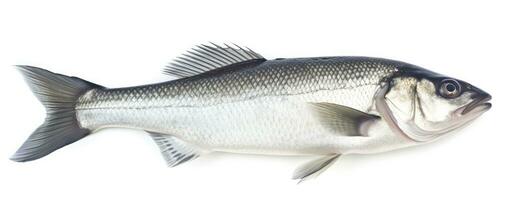 AI generated One fresh sea bass fish isolated on white background. AI Generated. photo