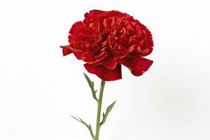 AI generated Red Carnation isolated on white background. AI Generated photo