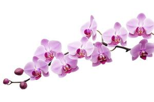 AI generated Pink Orchid isolated on white background. AI Generated photo