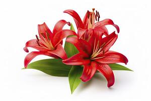 AI generated Red Lilies isolated on white background. AI Generated photo