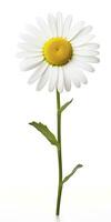 AI generated Common daisy isolated on white background. AI Generated photo