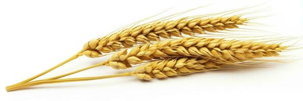 AI generated Wheat ears isolated on white background. AI Generated. photo