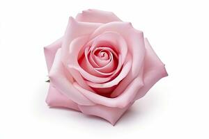 AI generated Pink rose isolated on white background. AI Generated photo