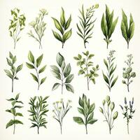 AI generated Collection of watercolor herbs clipart on white background. AI Generated photo