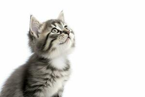 AI generated Playful funny kitten looking up isolated on a white background. AI Generated photo