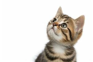 AI generated Playful funny kitten looking up isolated on a white background. AI Generated photo