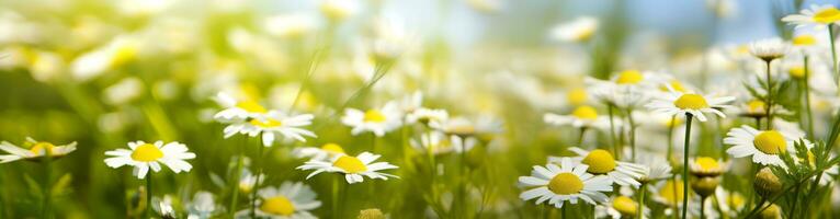 AI generated Chamomile flower for a banner. Generative AI photo