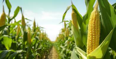 ai generado de cerca maíz mazorcas en maíz plantación campo. generativo ai foto