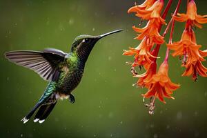 AI generated Hummingbird in Costa Rica. AI Generated. photo