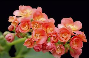 ai generado kalanchoe Blossfeldiana. ai generado foto