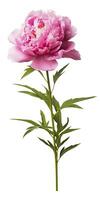 AI generated Peony isolated on white background. AI Generated photo