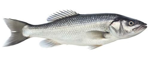 AI generated One fresh sea bass fish isolated on white background. AI Generated. photo