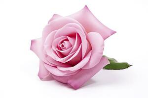 AI generated Pink rose isolated on white background. AI Generated photo