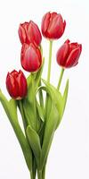 AI generated Red tulips isolated on white background. AI Generated photo