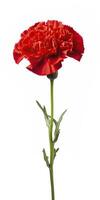 AI generated Red Carnation isolated on white background. AI Generated photo