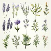 AI generated Collection of watercolor herbs clipart on white background. AI Generated photo