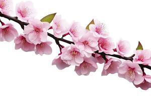 AI generated Sakura flowers isolated on white background. AI Generated photo