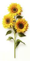 AI generated Sunflowers isolated on white background. AI Generated photo