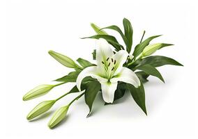 AI generated Beautiful fresh lily flower with green leaves, isolated on white background. AI Generated photo