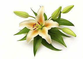 AI generated Beautiful fresh lily flower with green leaves, isolated on white background. AI Generated photo