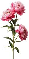 AI generated Peony isolated on white background. AI Generated photo