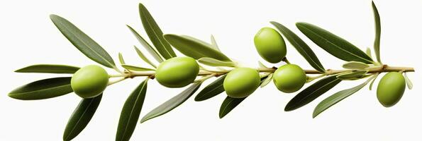 AI generated Olive tree branch, green olives and leaves on white background. AI Generated. photo