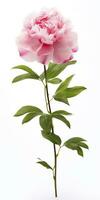 AI generated Peony isolated on white background. AI Generated photo