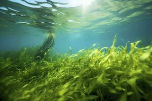 AI generated Underwater view of a group of seabed with green seagrass. AI Generated photo