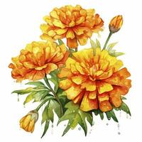 AI generated Watercolor autumn marigold flowers with raindrops on white background. AI Generated photo