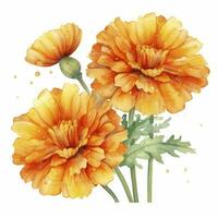 AI generated Watercolor autumn marigold flowers with raindrops on white background. AI Generated photo