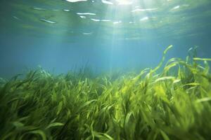 AI generated Underwater view of a group of seabed with green seagrass. AI Generated photo