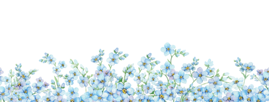 Blue forgetmenots seamless border. Summer flowers Scorpion Grass, Myosotis. Hand draw watercolor illustration. Endless banner for packaging, textile, web pages, wedding invitations, greeting cards png