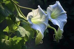 AI generated Morning Glory vine unfurling its delicate petals in the morning light. AI Generated photo