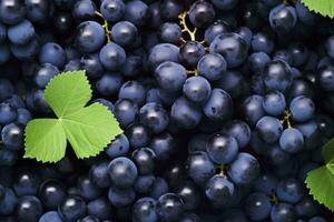 ai generado plano laico antecedentes de vides, un montón de orgánico azul oscuro uvas. ai generado foto