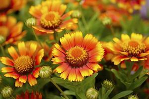 ai generado gaillardia o cobija flor. brillante y vistoso sombras de calentar tonos ai generado foto