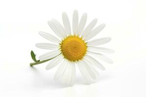 AI generated Common daisy isolated on white background. AI Generated photo