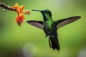 ai generado colibrí en costa rico ai generado. foto